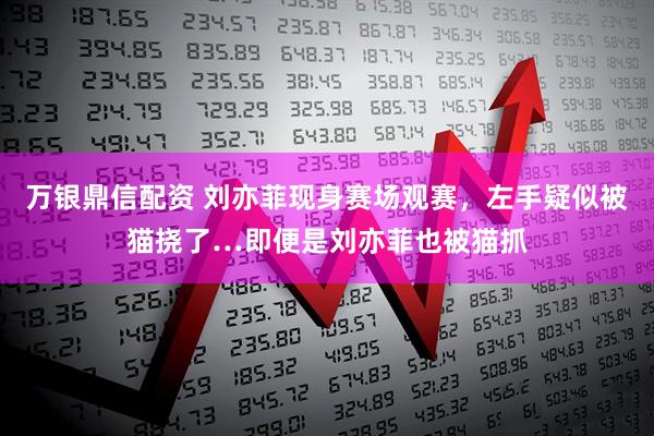 万银鼎信配资 刘亦菲现身赛场观赛，左手疑似被猫挠了…即便是刘亦菲也被猫抓