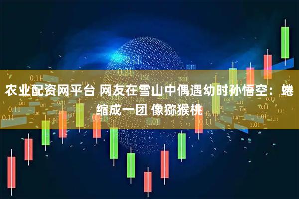 农业配资网平台 网友在雪山中偶遇幼时孙悟空：蜷缩成一团 像猕猴桃